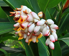 Canary Islands, TENERIFE, Puerto de la Cruz, Botanical Gardens, Shell-ginger flowers, SPN1518JPL 350