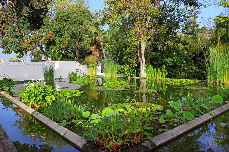 Canary Islands, TENERIFE, Puerto de la Cruz, Botanical Gardens, Water Lily pond, SPN1489JPL 800