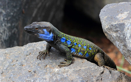 Canary Islands, TENERIFE, Puerto de la Cruz, Northern Tenerife Lizard (male), SPN1734JPL 300 deep