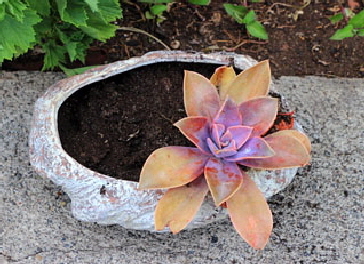 Canary Islands, TENERIFE, Puerto de la Cruz, Sitio Litre Garden, Coral Echeveria, SPN1619JPL 350