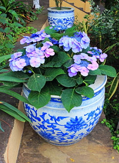 Canary Islands, TENERIFE, Puerto de la Cruz, Sitio Litre Garden, Hydrangeas in pot, SPN1630JPL 350 deep