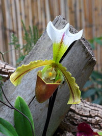 Canary Islands, TENERIFE, Puerto de la Cruz, Sitio Litre Garden, Paphiopedilum orchid, SPN1621JPL 300 deep