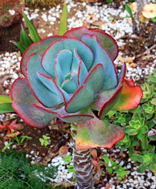 Canary Islands, TENERIFE, Puerto de la Cruz, Sitio Litre Garden, Pig's Ear flower, SPN1620JPL 330 deep