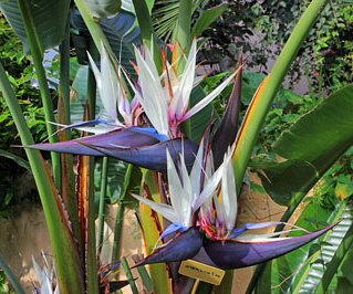 Canary Islands, TENERIFE, Puerto de la Cruz, Sitio Litre Garden, White Bird-Of-Paradise flowers, SPN1618JPL 266 deep