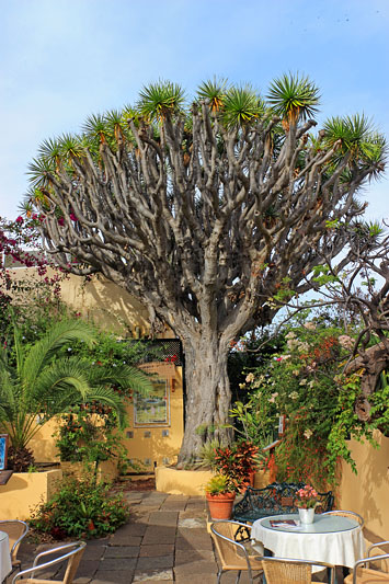 Canary Islands, TENERIFE, Puerto de la Cruz, Sitio Litre Garden, ancient Dragon Tree, SPN1680JPL 533 deep