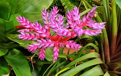 Canary Islands, TENERIFE, Puerto de la Cruz, Taoro Park, Aechmea flower, SPN1805JPL M 246 deep