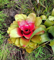 Canary Islands, TENERIFE, Puerto de la Cruz, Taoro Park, Blushing Bromeliad, SPN1807JPL M 225