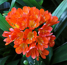 Canary Islands, TENERIFE, Puerto de la Cruz, Taoro Park, Bush Lily flowers, SPN1518JPL 225