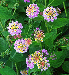 Canary Islands, TENERIFE, Puerto de la Cruz, Taoro Park, Lantana flowers, SPN1726JPL 225