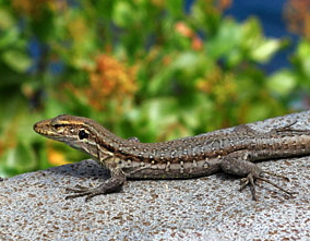 Canary Islands, TENERIFE, Teide National Park, Northern Tenerife Lizard, SPN1736JPL 300 deep