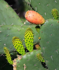 Canary Islands, TENERIFE, Teide National Park, cactus plants, SPN1767JPL 200