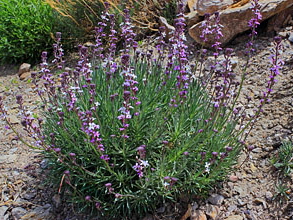Canary Islands, TENERIFE, Teide National Park, wild flowers, SPN1768JPL 330