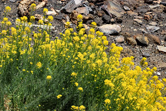 Canary Islands, TENERIFE, Teide National Park, wild flowers, SPN1769JPL 330