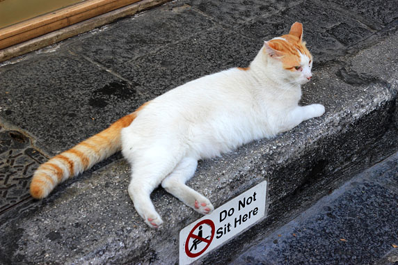 RHODES, Rhodes Town, Old Town, cat resting, GIS1605JPL 572