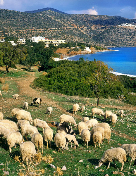 Mirabello Bay, sheep grazing  465 wide
