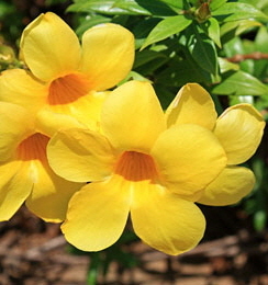 BARBADOS, Allamanda flowers 261 deep
