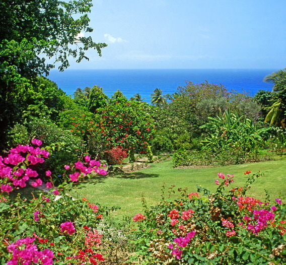 BARBADOS, Andromeda Gardens, Bougainvillea flowers, BAR571JPL A 700