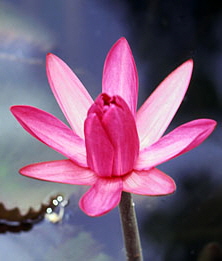 BARBADOS, Andromeda Gardens, Pink Water Lily, BAR579JPLA 261 deep