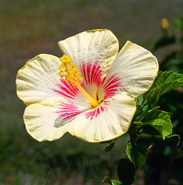 BARBADOS, Andromeda Gardens, pink and white Hibiscus flower, BAR347JPL A 300