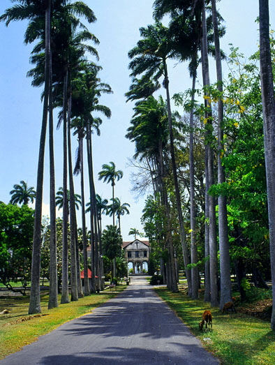 BARBADOS, Codrington College, entrance drive with Cabbage Palm Trees, BAR557JPL A 398