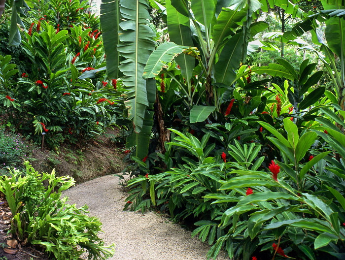 BARBADOS, Flower Forest, landscaped path and Red Ginger flowers, BAR574JPL A 700