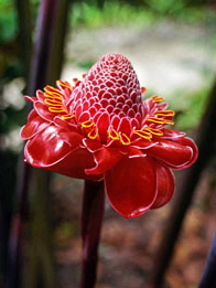 BARBADOS, Flowers Forest, Torch Ginger Flower, BAR577JPL A 261 deep