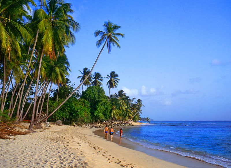 BARBADOS, West Coast, beach and coconut trees, BAR436JPL A 800