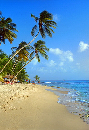BARBADOS, West Coast, beach and leaning coconut trees, BAR417JPL A 500 deep