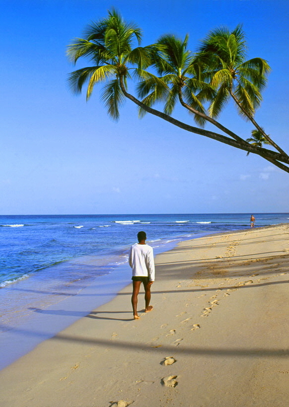 BARBADOS, West Coast, beach and leaning coconut trees, BAR426JPL A 820 deep