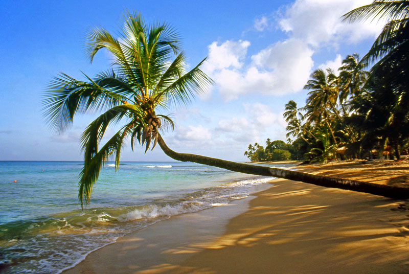 BARBADOS, West Coast, beach and three coconut tree, BAR149JPL A 800