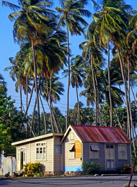 BARBADOS, chattel house and coconut trees, BAR218JPL A 403 deep