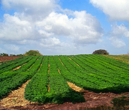 BARBADOS, countryside, carrot fields, BAR335JPL A 419 deep