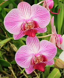 Barbados, Andromeda Gardens, Phalaenopsis Orchids 261 deep