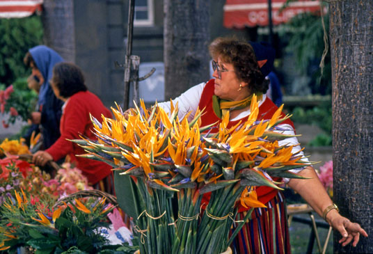MADEIRA, Funchal, flower stall, with Bird of Paradise flowers, MAD165JPL  A  365 deep