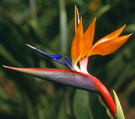 MADEIRA, Funchal Botanical Gardens, Bird Of Paradise flower, MAD91JPL - A 270
