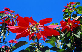 MADEIRA, Funchal Botanical Gardens, POINSETTIA flowers, MAD113JPL - A  270