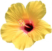 Madeira, Hibiscus A  180