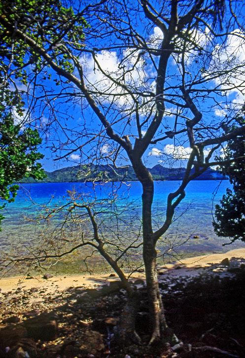 FIJI, Taveuni, Matagi (Matangi) Island, beach, seascape, view through tree, FIJ668JPL A 728 deep