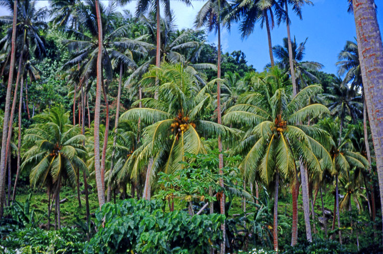 FIJI, Taveuni, Matagi (Matangi) Island, coconut plantation, FIJ678JPL A 750