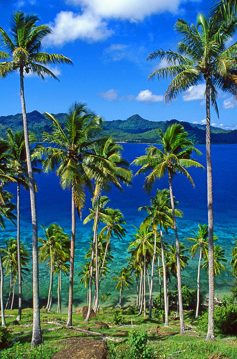 FIJI, Taveuni, Matagi (Matangi) Island, seascape through coconut trees, FIJ881JPL A 480