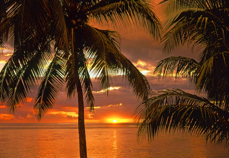 FIJI, Viti Levu, Nadi Bay area, sunset through coconut trees, FIJ1189JPL A 760