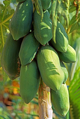 FIJI, Viti Levu Island, Papaya fruit on tree, FIJ972JPL A 260