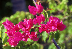 Matangi, Bougainvillea flowers, FIJ947JPL A  240