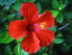 Matangi Island, red Hibiscus flower, FIJ701JPL A 240