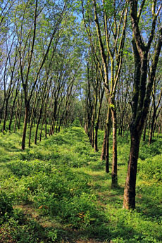 THAILAND, Phang Nga Province, KHAO LAK, Rubber Plantation, THA4411JPL A 230