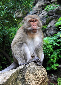 THAILAND, Phang Nga Province, KHAO LAK, Wat Suwan Khuha temple site, Macaque Monkey, THA4372JPL A 250