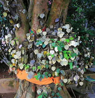 Thailand, PHUKET, Big Buddha, temple site, Bo Tree, with wishing leaves, THA3960JPL A 305
