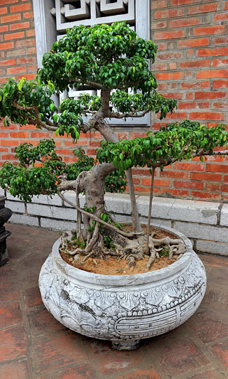 Vietnam, HANOI, Temple of Literature, courtyard, bonsai trees, VT846JPL A 533 deep