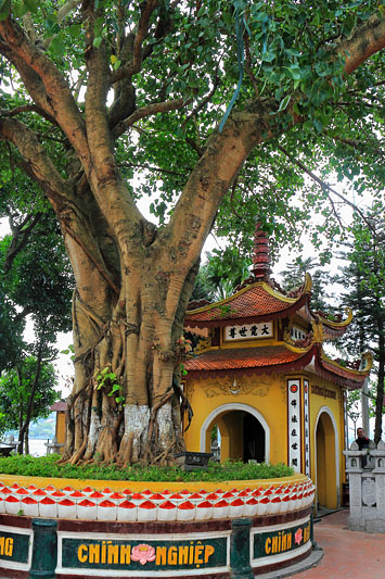 Vietnam, HANOI, Tran Quoc Pagoda, oldest Buddhist temple, in Hanoi, Bodhi tree, VT1004JPL A 533 deep