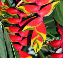 SRI LANKA, Kandy, Peradeniya Botanical Gardens, Heliconia, Crab (Lobster) Claw flowers, SLK5027JPL 250